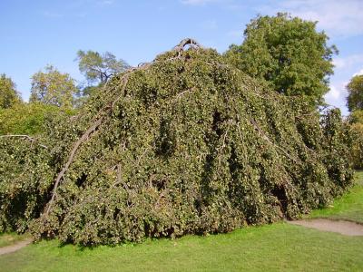 Merkwürdiger Baum im Greenpark. Ob der echt so gewachsen ist, muss schon fast bezweifeln Merkwürdiger Baum im Greenpark. Ob der echt so gewachsen ist, muss schon fast bezweifeln